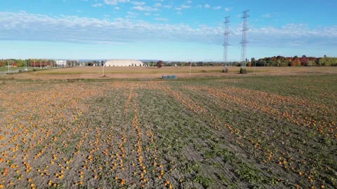 Pumpkin patch field aerial drone shot - dolly out Stock Footage 288732147