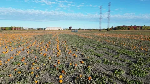 Pumpkin patch field aerial rising up shot. Stock Footage 288732113