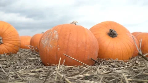 Pumpkin patch field farm, with orange pumpkins on the hay. Stockbeeldmateriaal 218084193