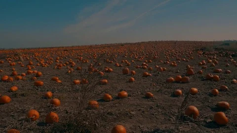Pumpkin Patch Field Video stock 81834827