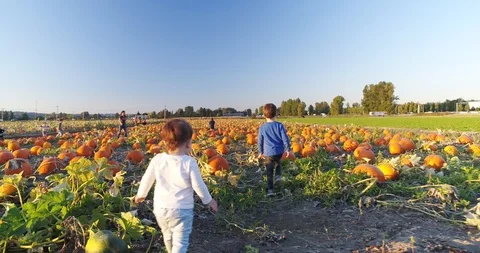 Pumpkin patch field. Stock Footage 95730818