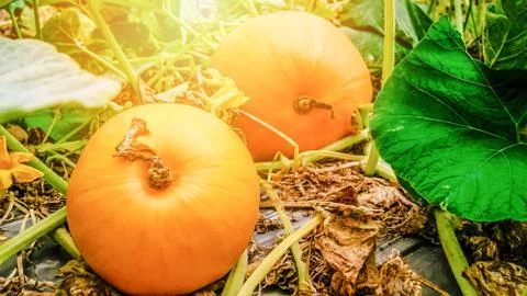 Pumpkin patch in a field / Fresh ripe pumpkins orange growing in the garden Fotos de archivo