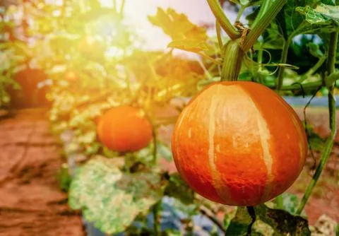 Pumpkin patch in a field / Fresh ripe pumpkins orange growing in the garden Stock Photos