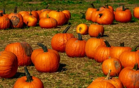 Pumpkin Patch field Stock Photos