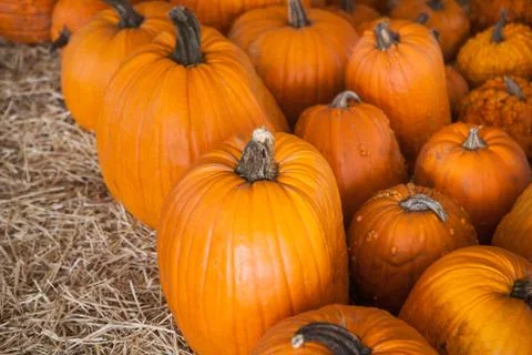 Pumpkin patch in a field of straw. Background for fall, autumn, Halloween Fotos de archivo