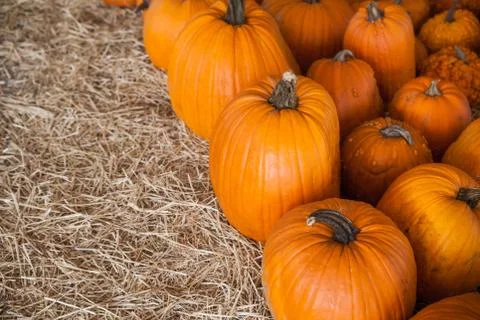Pumpkin patch in a field of straw. Background for fall, autumn, Halloween Stock Photos