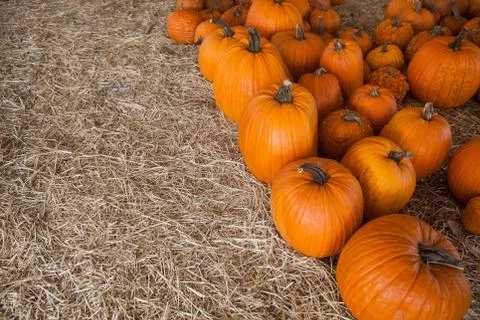 Pumpkin patch in a field of straw. Background for fall, autumn, Halloween Fotos de archivo
