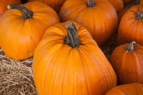 Pumpkin patch in a field of straw. Background for fall, autumn, Halloween Stock-Fotos