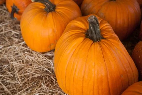 Pumpkin patch in a field of straw. Background for fall, autumn, Halloween Stock Photos