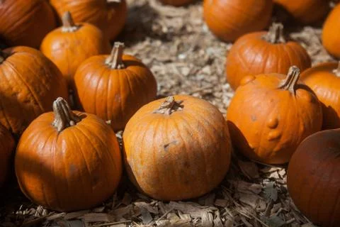Pumpkin patch in a field of straw. Background for fall, autumn, Halloween Fotos de archivo