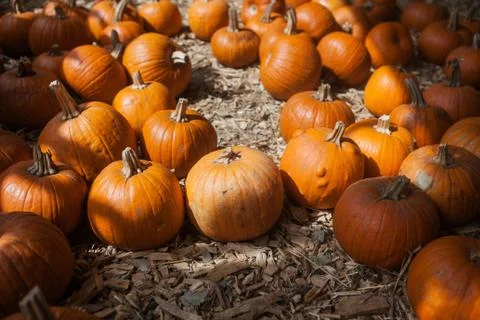 Pumpkin patch in a field of straw. Background for fall, autumn, Halloween Stock Photos