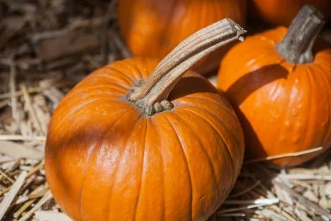 Pumpkin patch in a field of straw. Background for fall, autumn, Halloween Stock Photos