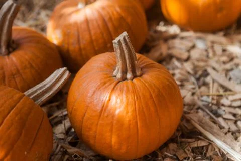 Pumpkin patch in a field of straw. Background for fall, autumn, Halloween Fotos de archivo