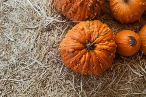 Pumpkin patch in a field of straw. Background for fall, autumn, Halloween Stock Photos