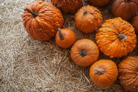 Pumpkin patch in a field of straw. Background for fall, autumn, Halloween Stock Photos
