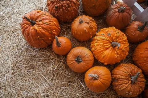 Pumpkin patch in a field of straw. Background for fall, autumn, Halloween Fotos de archivo