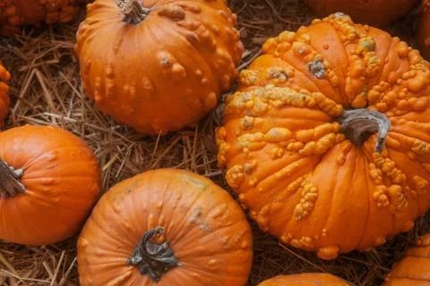 Pumpkin patch in a field of straw. Background for fall, autumn, Halloween Stock Photos