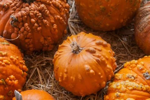 Pumpkin patch in a field of straw. Background for fall, autumn, Halloween Stock Photos