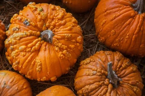Pumpkin patch in a field of straw. Background for fall, autumn, Halloween Fotos de archivo