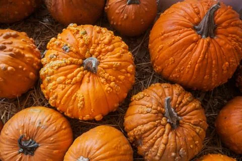 Pumpkin patch in a field of straw. Background for fall, autumn, Halloween Stock Photos