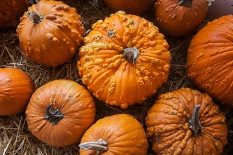 Pumpkin patch in a field of straw. Background for fall, autumn, Halloween Fotos de archivo