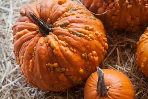 Pumpkin patch in a field of straw. Background for fall, autumn, Halloween Stock Photos