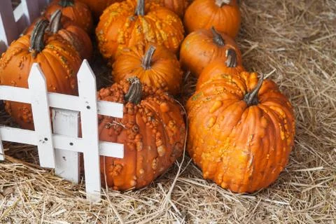 Pumpkin patch in a field of straw. Background for fall, autumn, Halloween Stock Photos