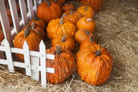 Pumpkin patch in a field of straw. Background for fall, autumn, Halloween Stock Photos