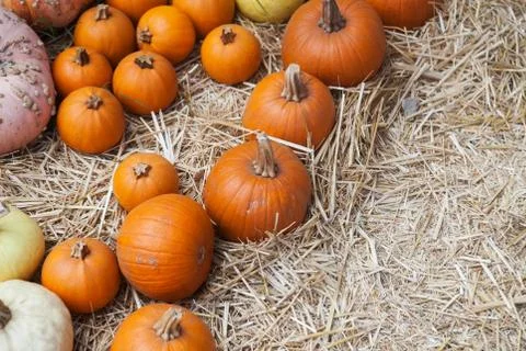 Pumpkin patch in a field of straw. Background for fall, autumn, Halloween Stock Photos