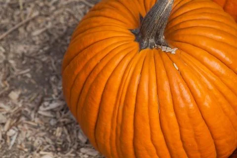 Pumpkin patch in a field of straw. Background for fall, autumn, Halloween Stock Photos