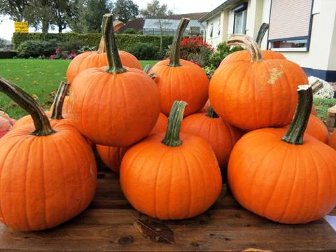 Pumpkin patch in a field of straw Stock Photos