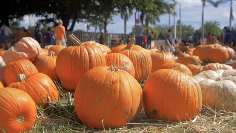 Pumpkin Patch Field While Families Pick Stock Footage 126557864