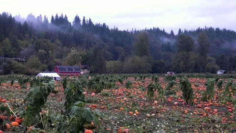 Pumpkin Patch Fog Red Barn with Birds Flying By 库存影片 81046483