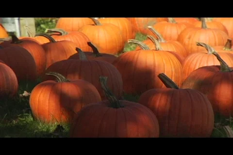 Pumpkin patch Video stock 332699