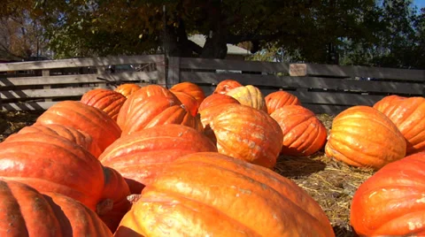 Pumpkin patch 库存影片 32706150