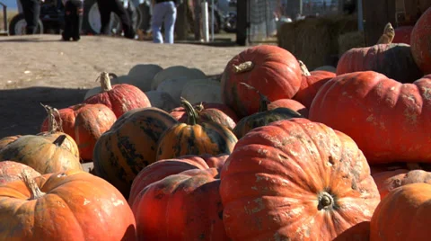 Pumpkin patch 库存影片 32706170
