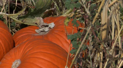 Pumpkin patch 库存影片 32706219