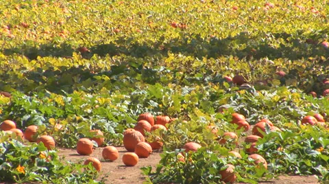 Pumpkin Patch Video stock 38764599