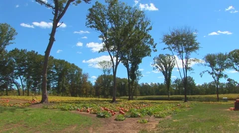 Pumpkin Patch Stock Footage 40684290