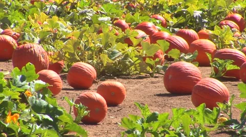 Pumpkin Patch Stock Footage 40684408
