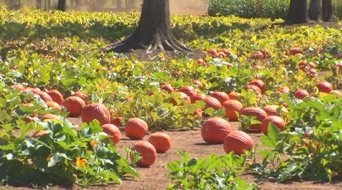 Pumpkin Patch Stock Footage 40684421