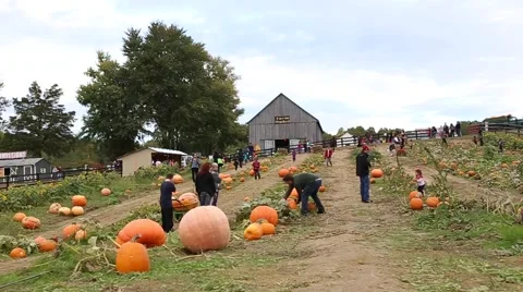 At the pumpkin patch Vídeos de archivo 43373844