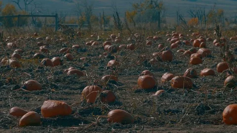 Pumpkin Patch Stock Footage 81835031