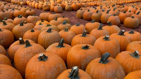 Pumpkin Patch Stock Footage 124938522