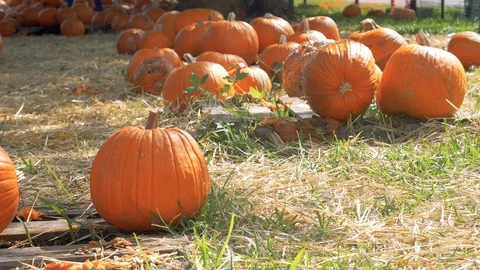 Pumpkin by Patch Stock Footage 126557743