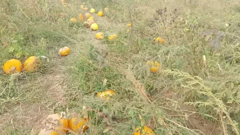 Pumpkin Patch Stock Footage 255458752