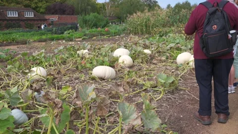 Pumpkin patch Video stock 297911865