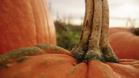 Pumpkin Patch Stock-Footage 316074435