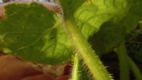 Pumpkin Patch Stock-Footage 316074453