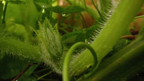 Pumpkin Patch Stock-Footage 316074511